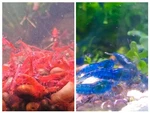 5+1 Fire & Blue Dream Neocaridina Dwarf Shrimp Usa Tank Bred Heat Pack. Fixed Price $36.99.